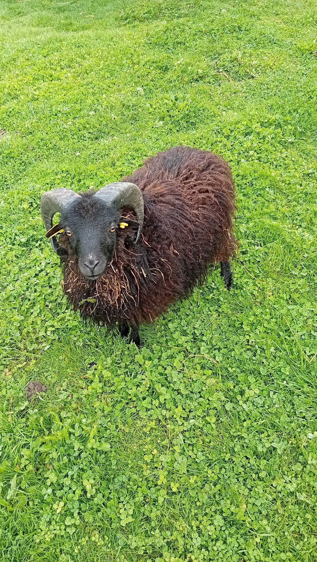 Se cambia carnero enano  - imagen 1