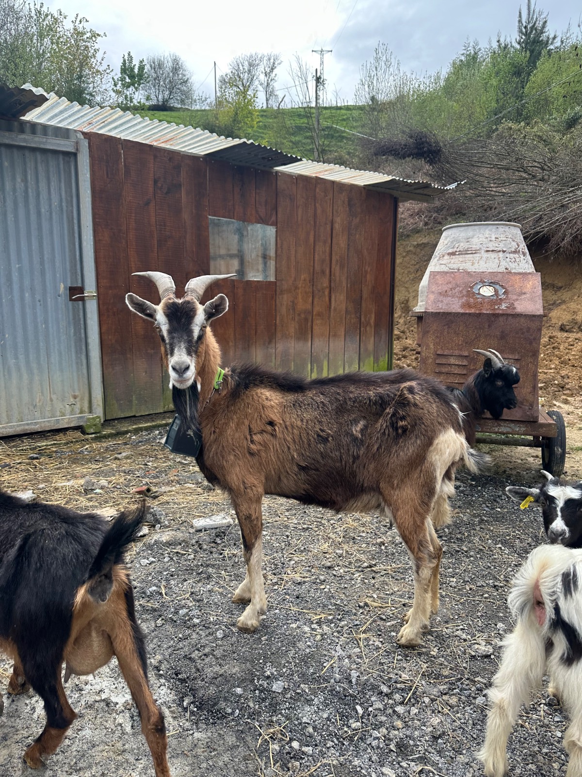 Cabra mestiza - imagen 1