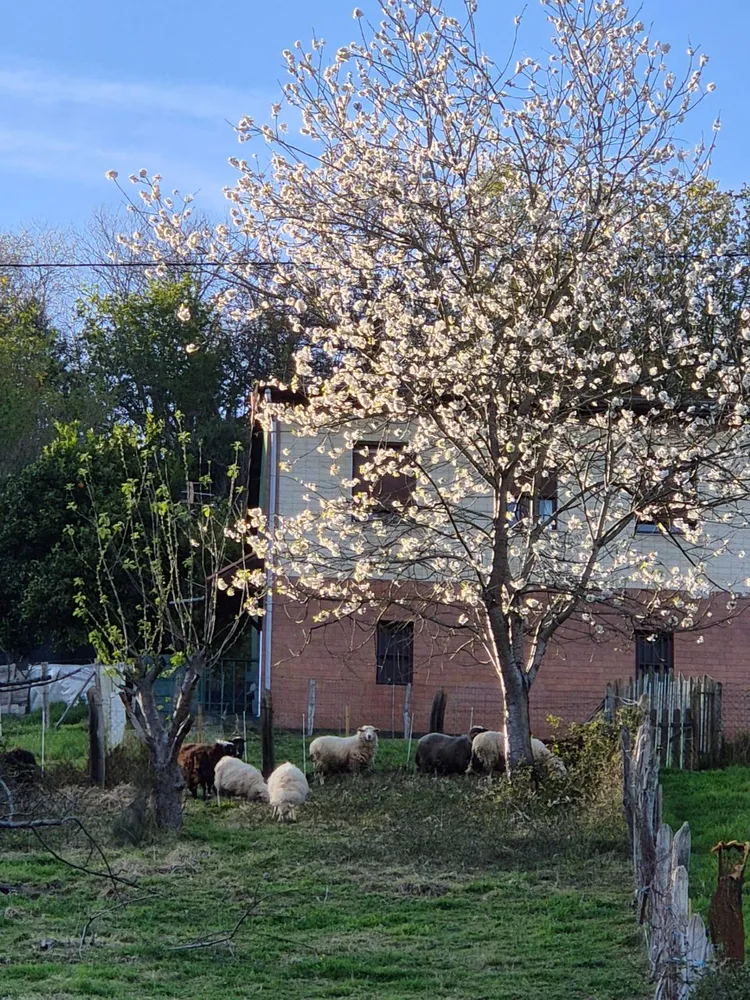 Ovejas Xaldas - imagen 1