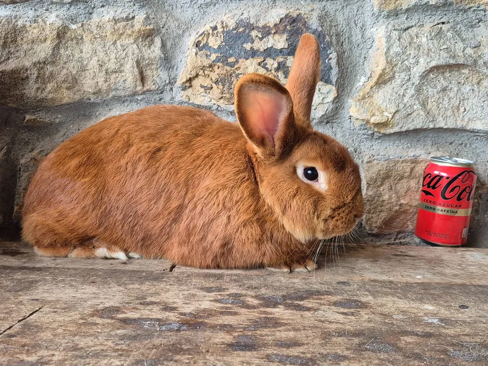 Leonados de Borgoña  - imagen 1