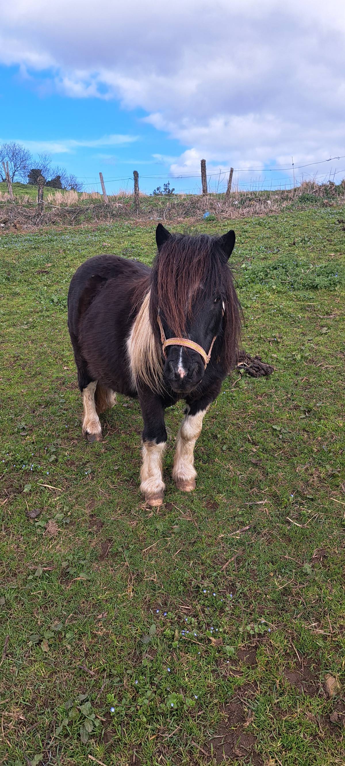 Pony pinto cubriciones - imagen 1