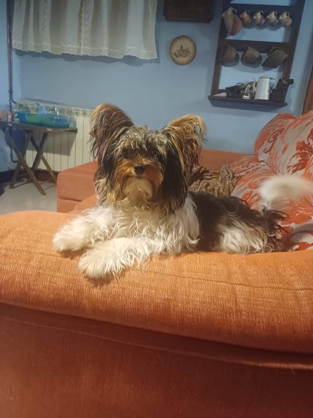 YORSHIRE BEWEAR PARA MONTAS - imagen 1