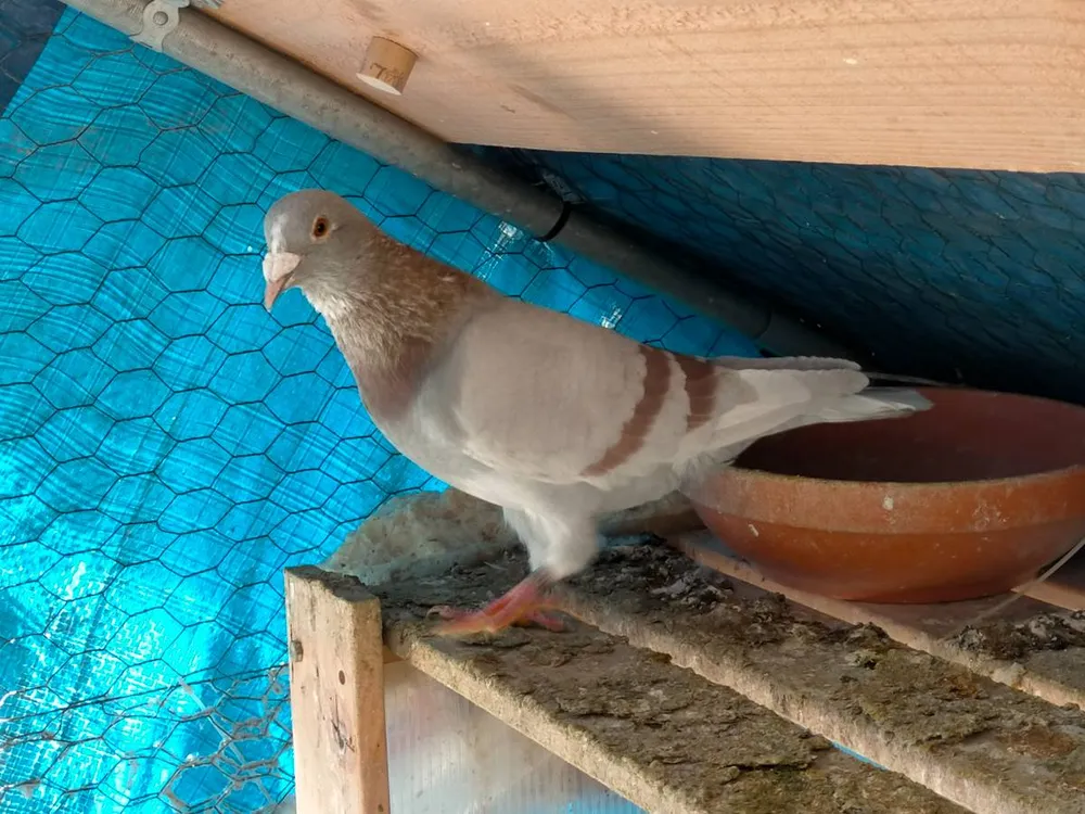 Paloma mensajera - imagen 1