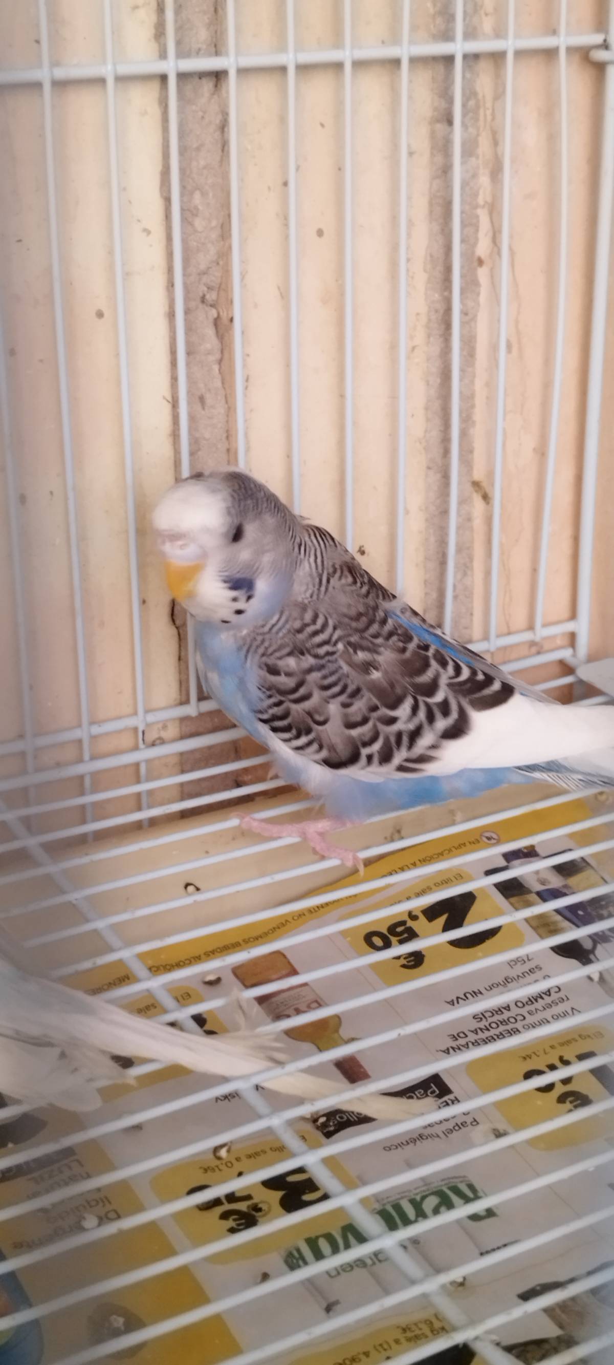 Periquitos - imagen 1