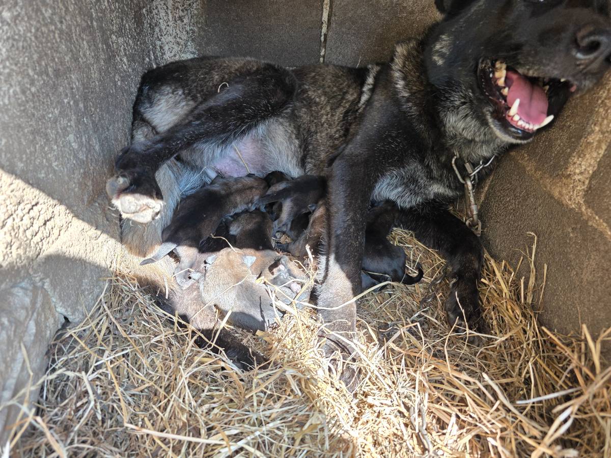 Pastor belga malinois - imagen 1