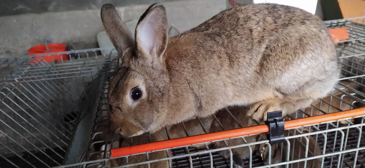 Conejos baserri untxia pardos - imagen 1