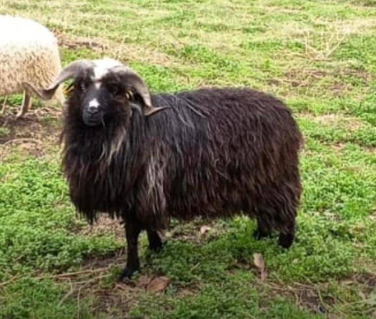 Se vende cordero xaldo de 2 años apuntado en acoxa apto reproductor  - imagen 1