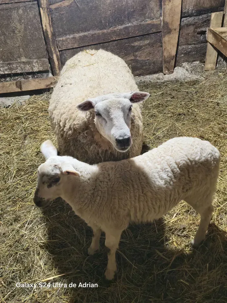 Cordera 18 meses y corderina 40 días  - imagen 1
