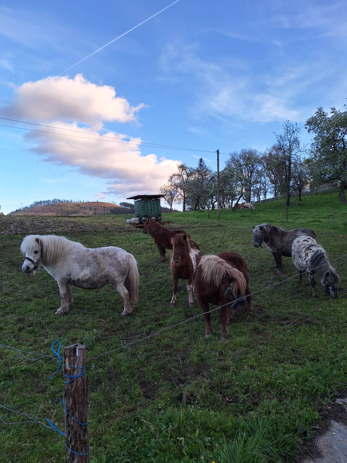 Venta de ponis - imagen 1