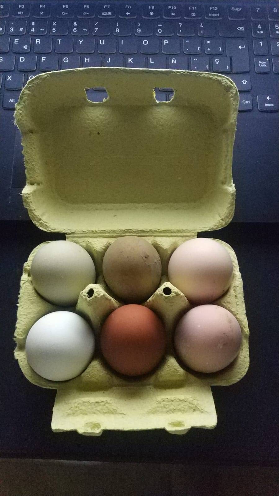 Huevos fértiles de varias razas de gallinas  - imagen 1