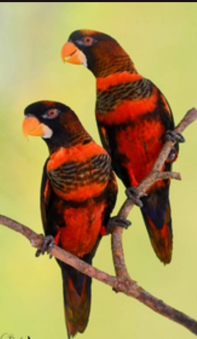 Pareja reproductora de loris fuscata  - imagen 1