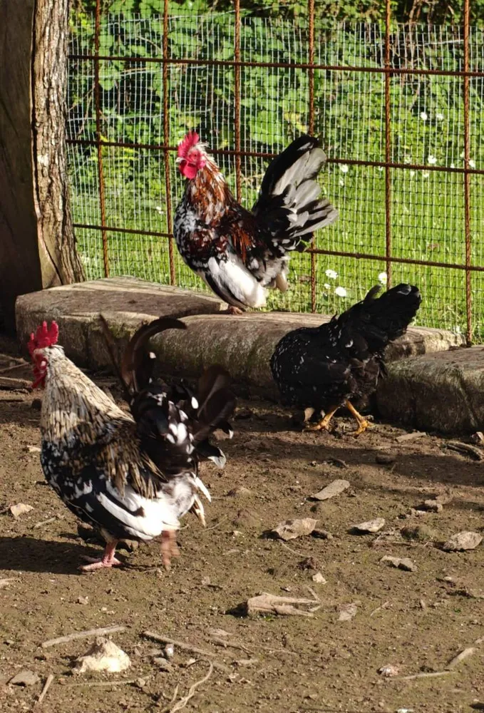 KIKIS PUROS 8 MESES - imagen 1