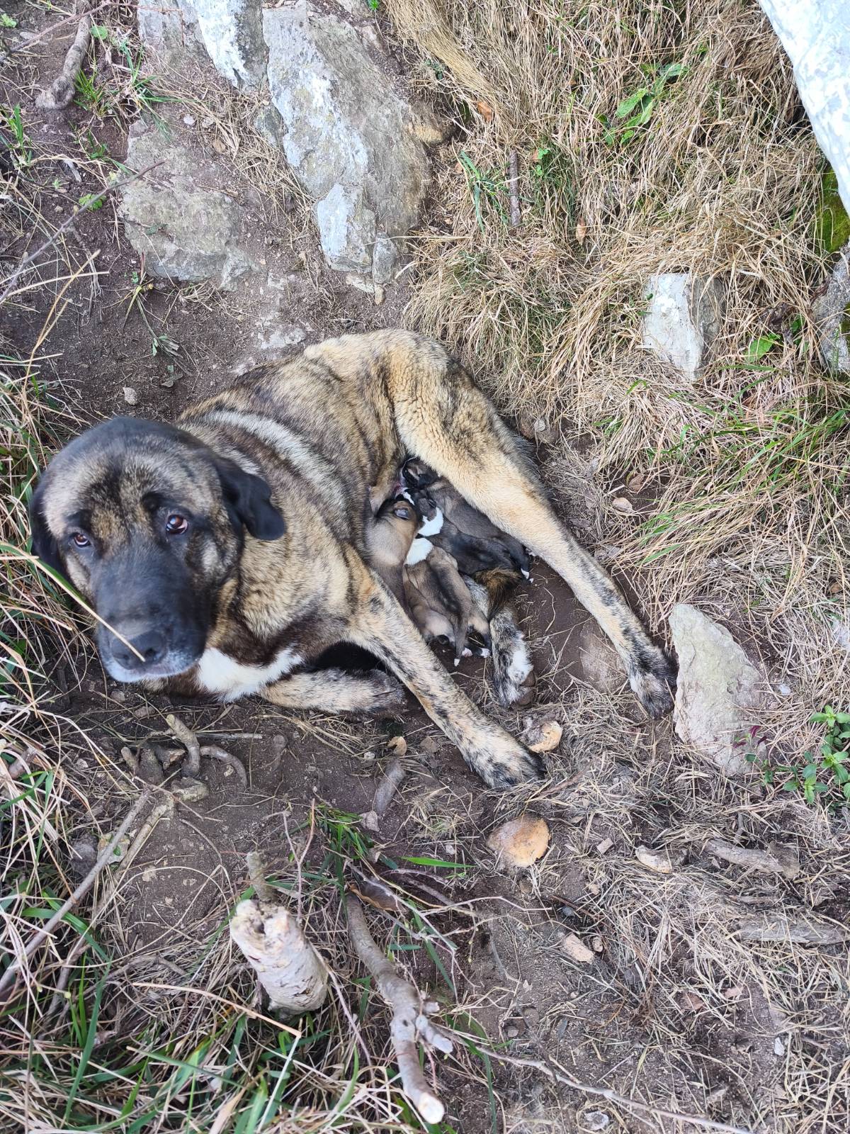 Camada de Mastin - imagen 1