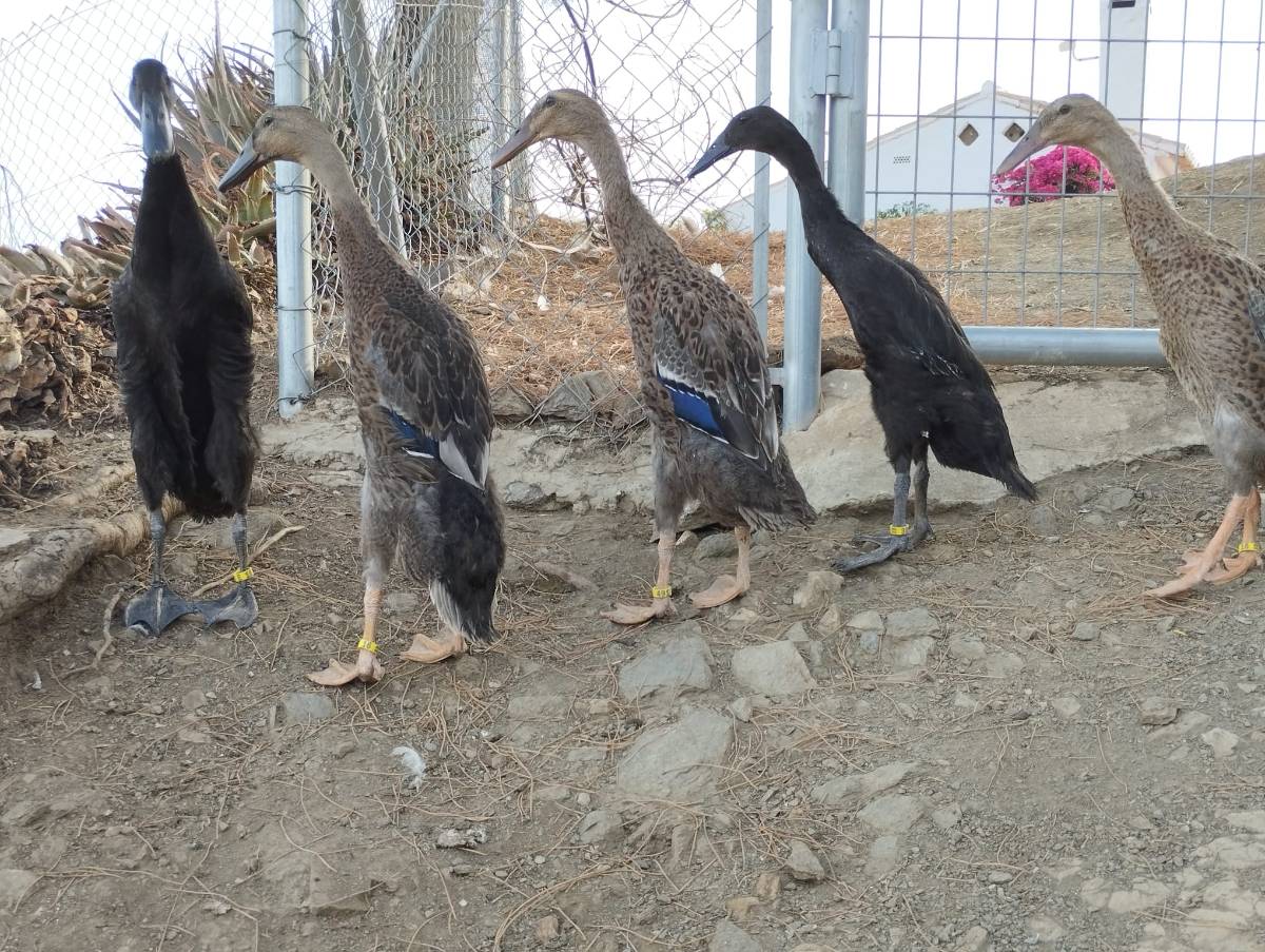 Patos corredores - imagen 1