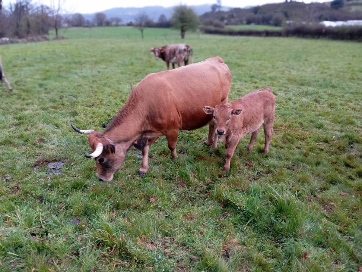 Vaca asturiana  - imagen 1