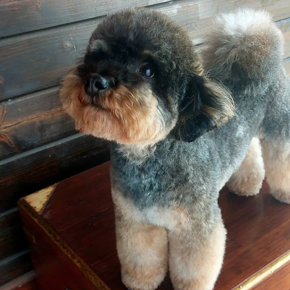 Caniche toy - imagen 1