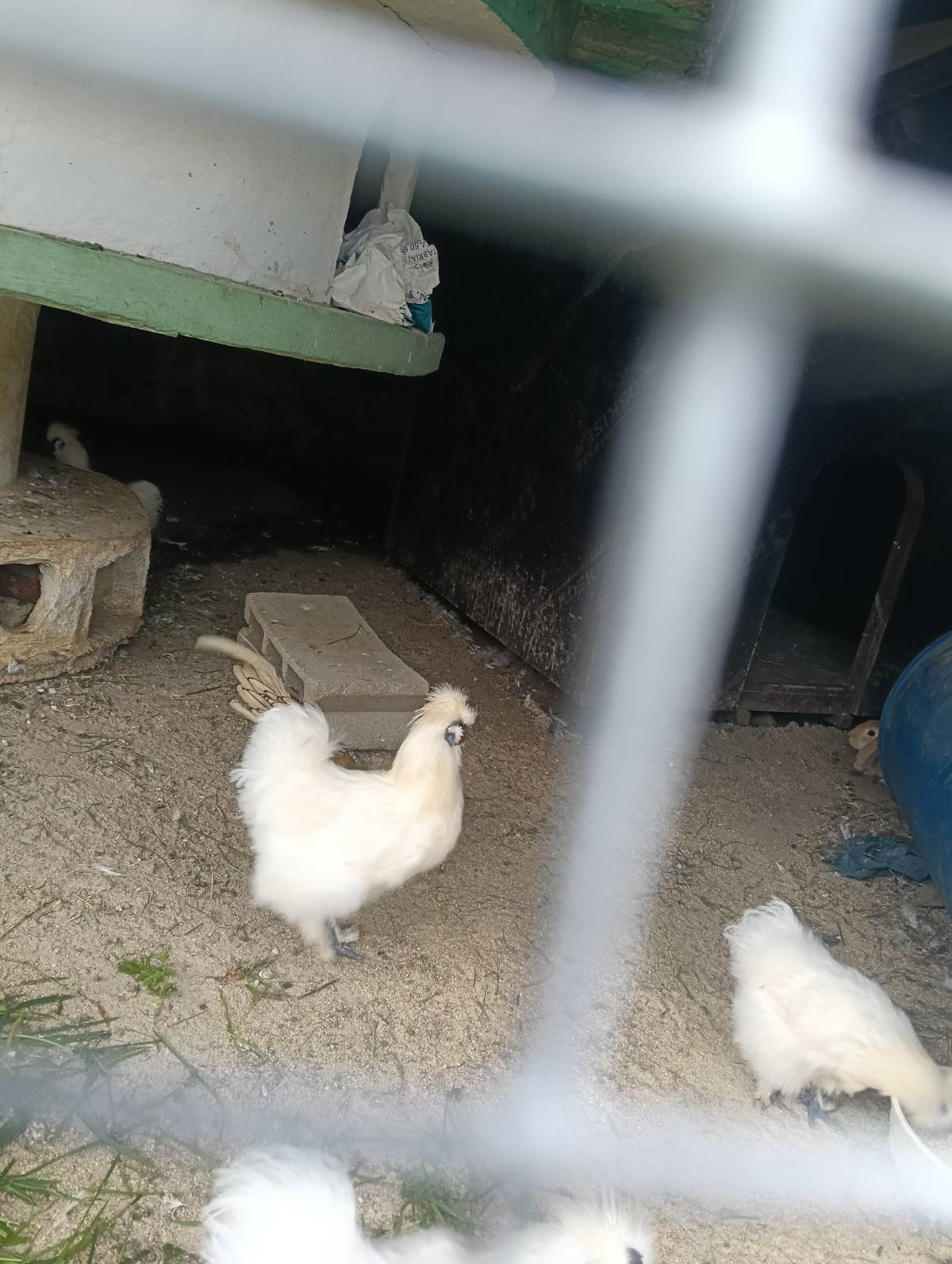 Gallos sedosos del Japón  - imagen 1