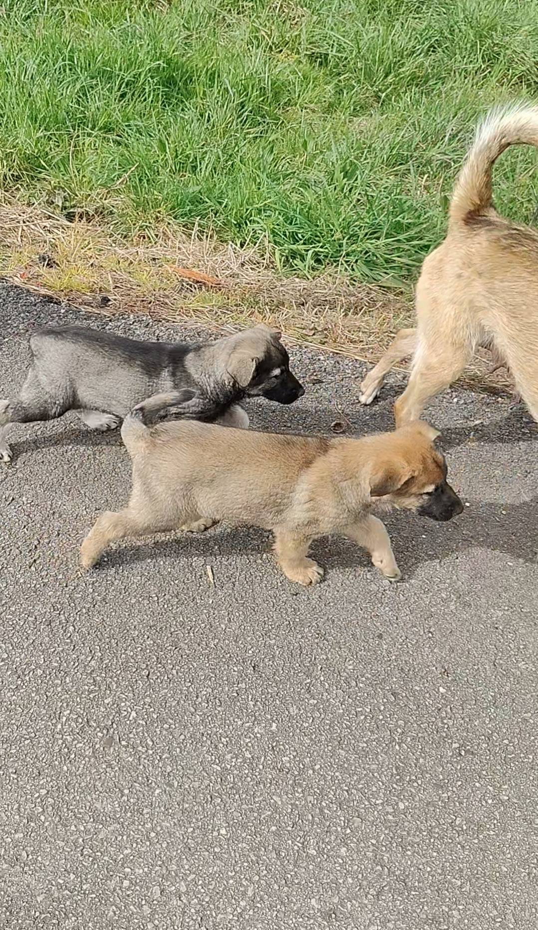 cachorros de lobero  - imagen 1