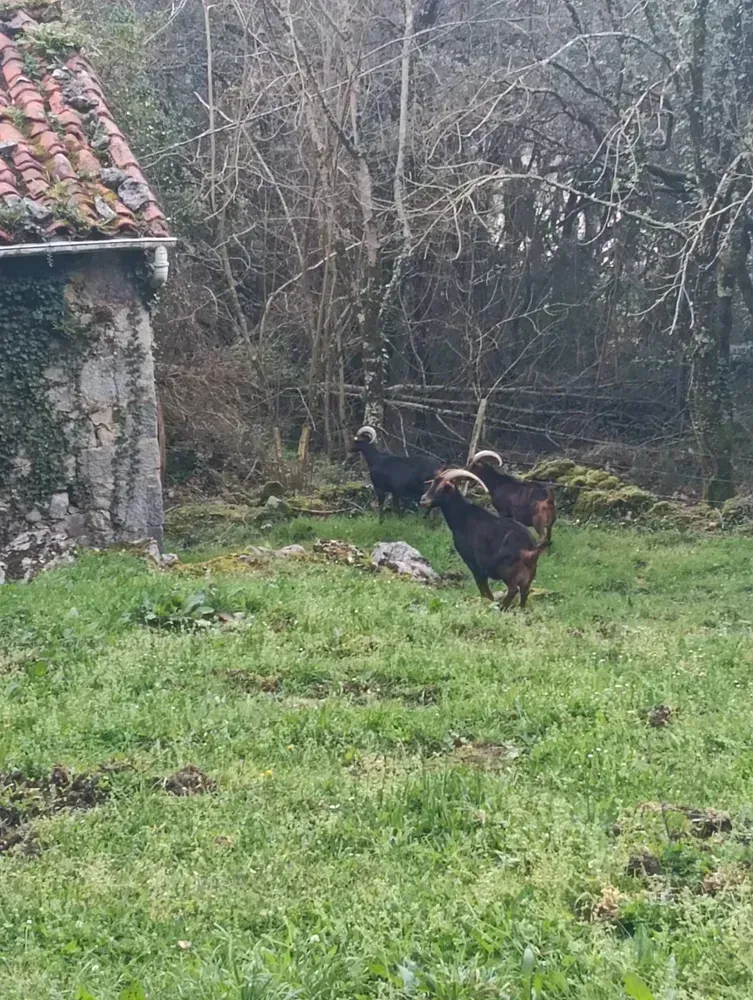 Se venden cabritas  - imagen 1