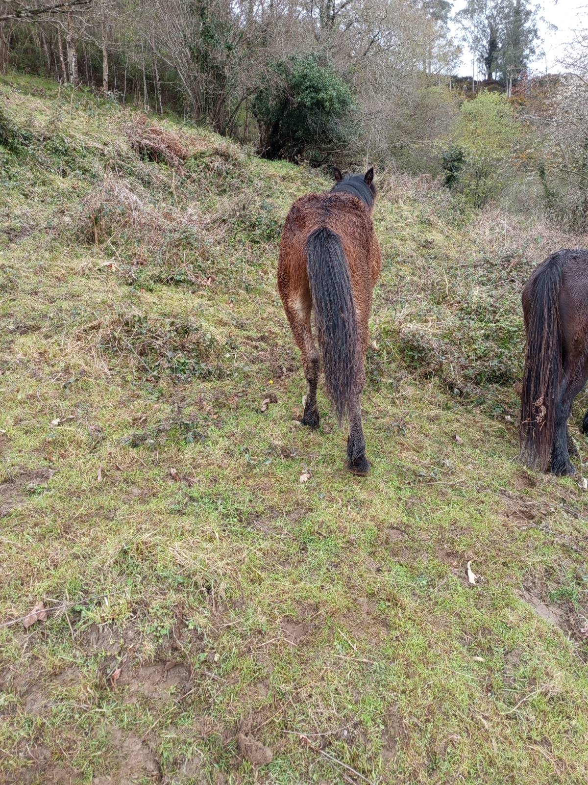 Se vende potro - imagen 1