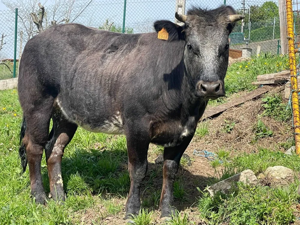 Vendo vaca azul belga - imagen 1