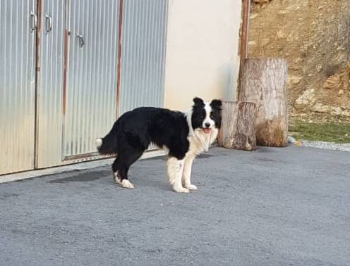 Regalo border collie  - imagen 1