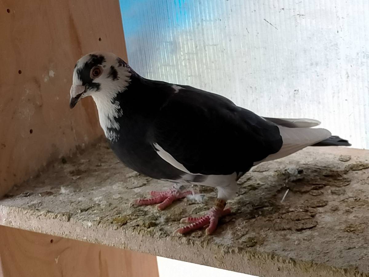 Palomas mensajeras - imagen 1