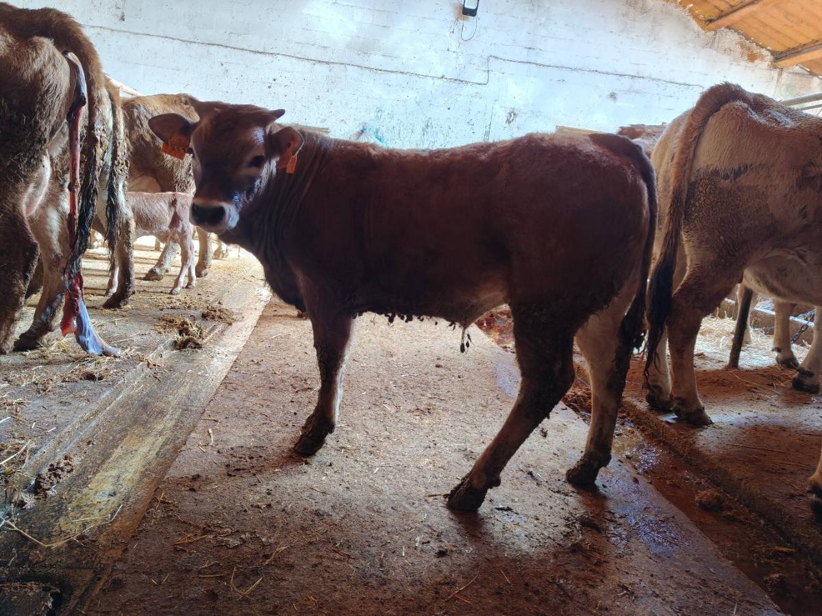 Se vende ternero  - imagen 1