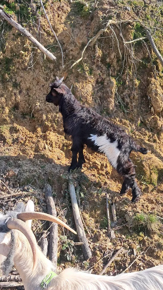 Se vende cabrito - imagen 1