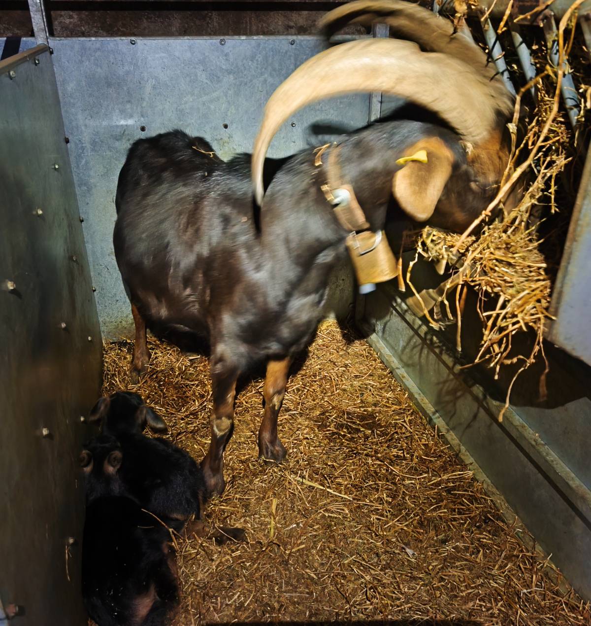 CABRITOS AZPIGORRI  - imagen 1