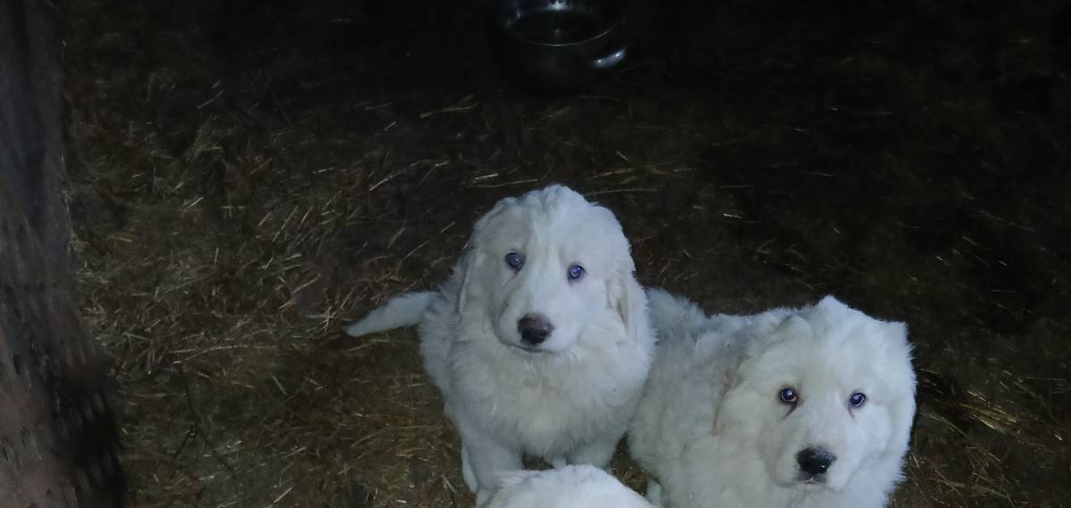 Últimos cachorros  - imagen 1