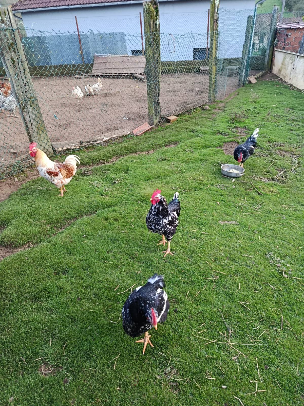 Se venden pitos pinta roxia y pinta negra - imagen 1