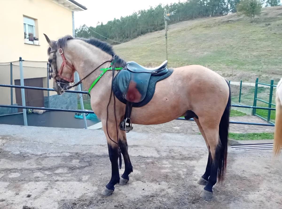 Caballo de silla para cubriciones - imagen 1