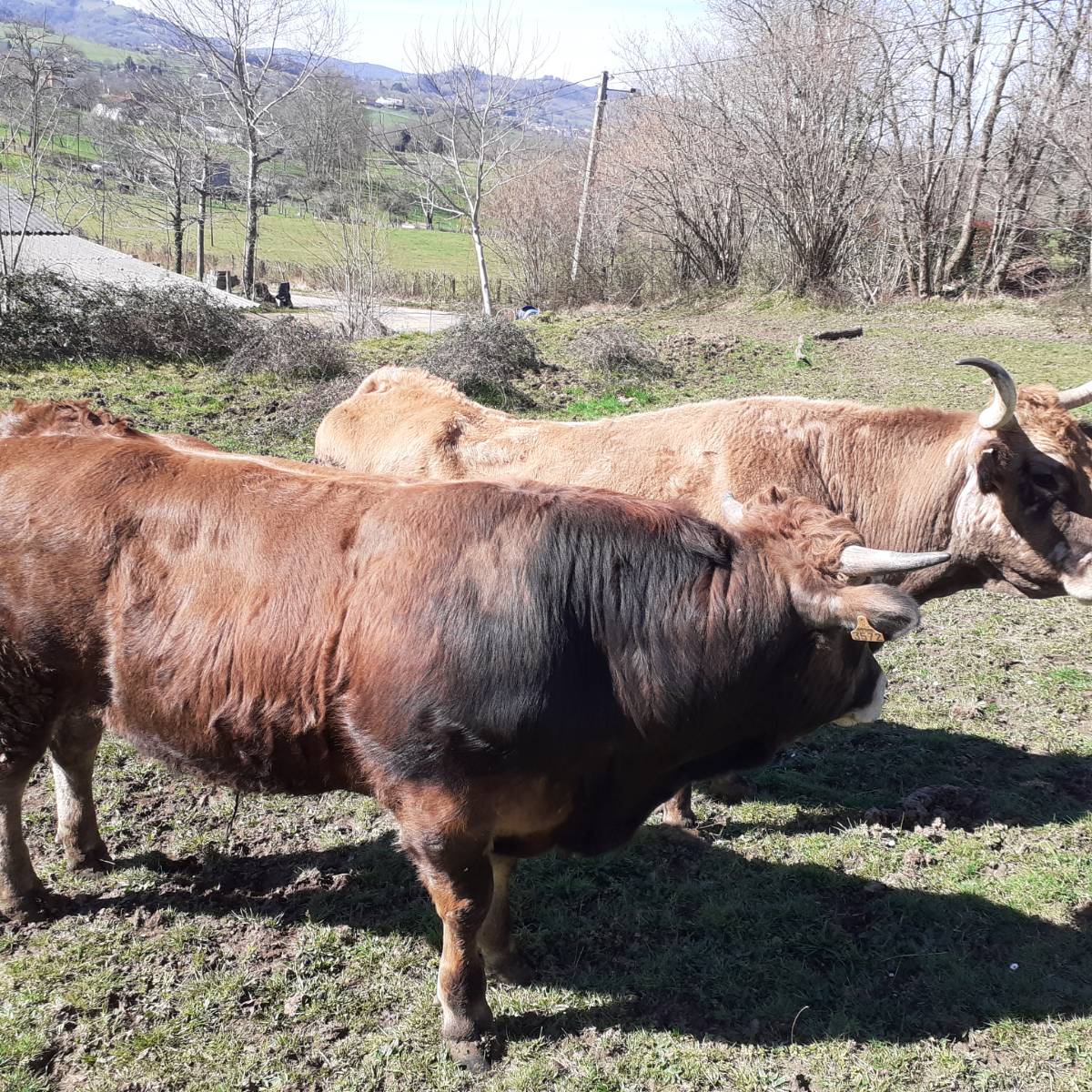 Se vende xatu de quince meses  - imagen 1