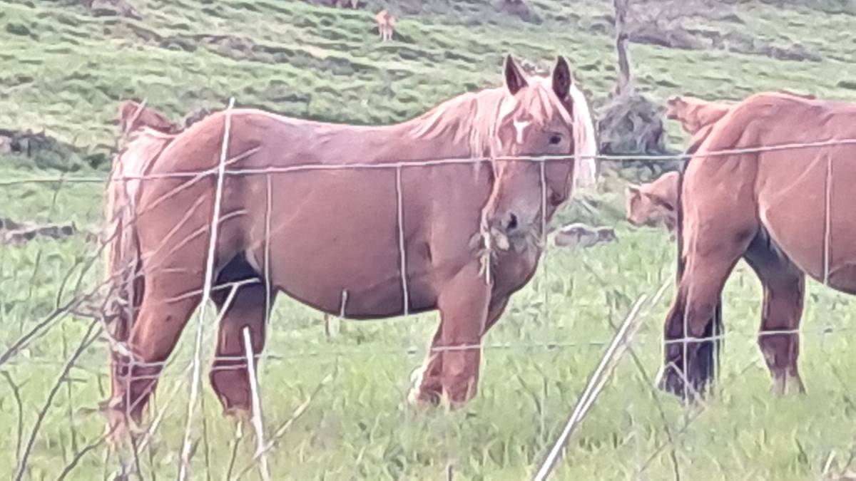 Potra 3 años hispano bretona - imagen 1