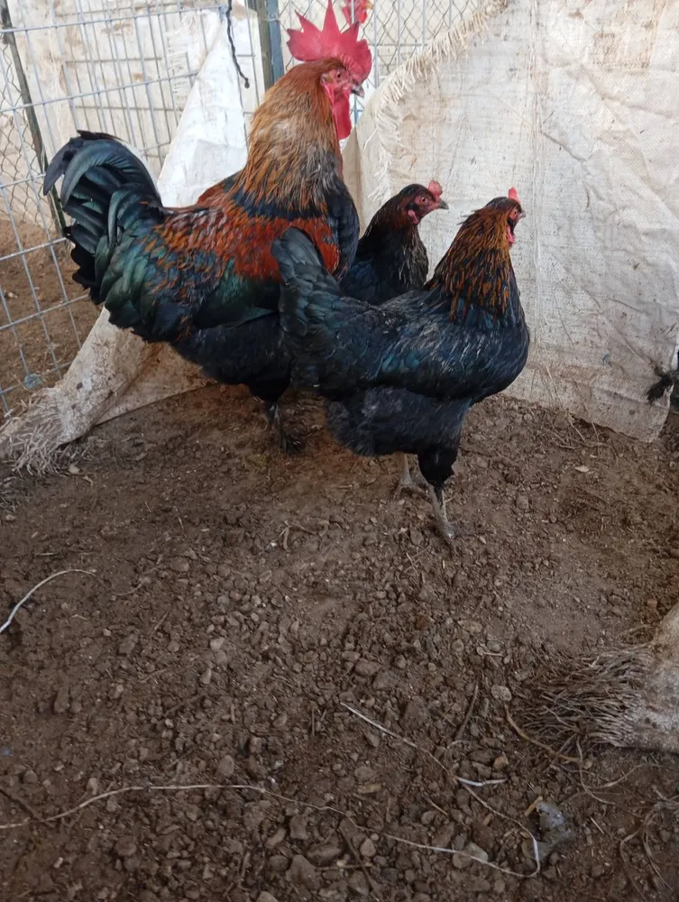 Huevos fértiles de olive  - imagen 1