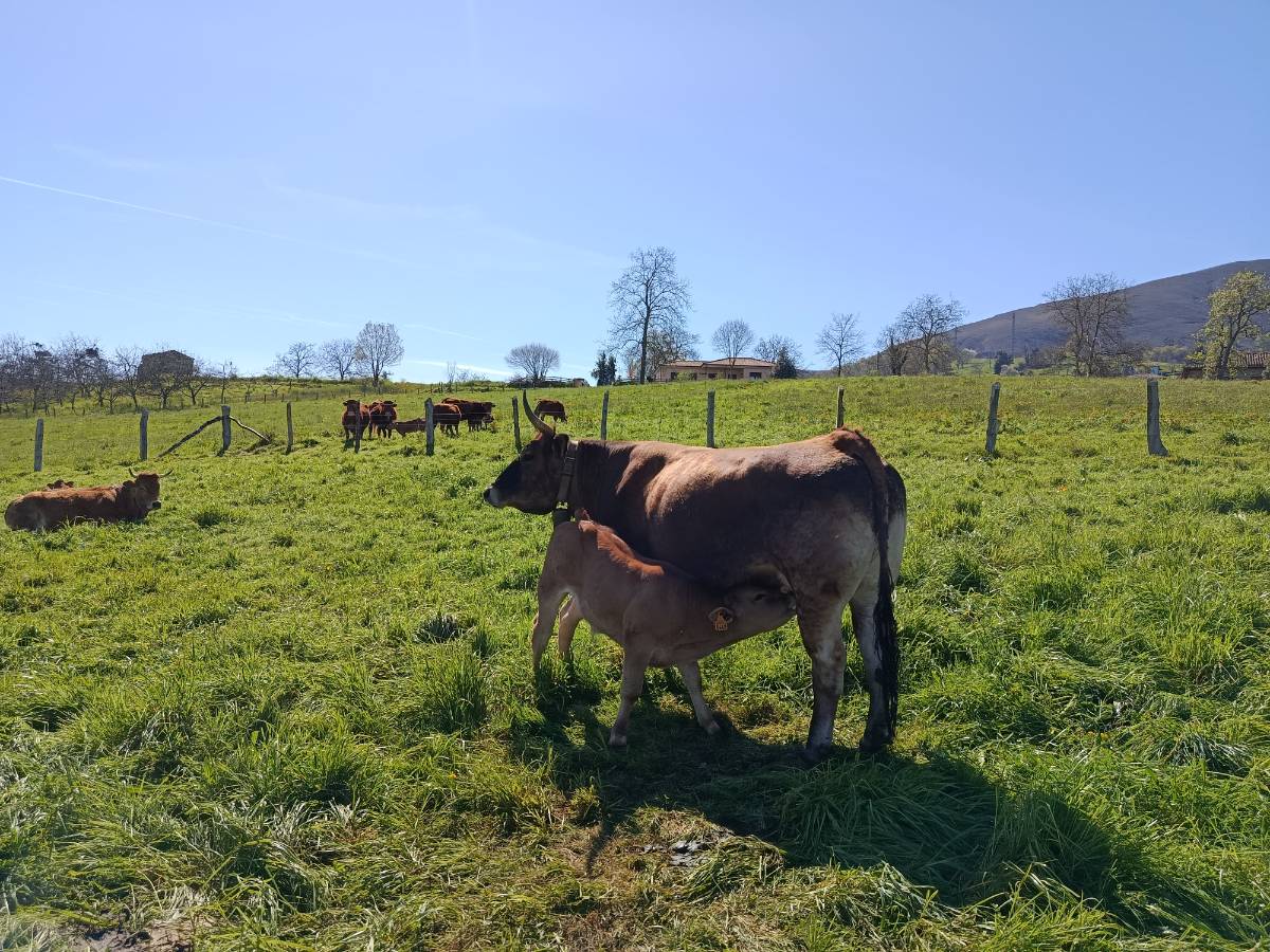 Vacas paridas - imagen 1