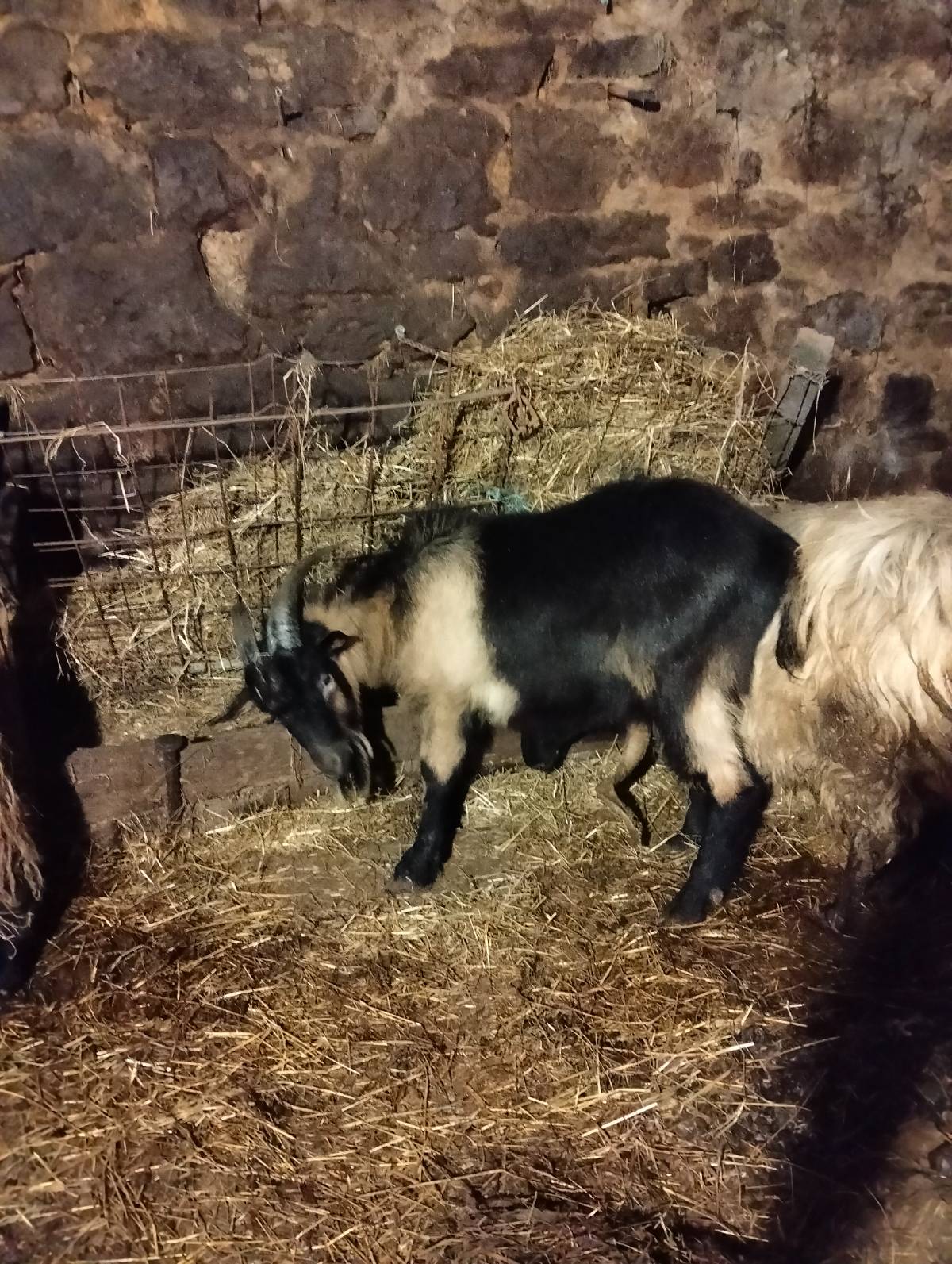 Cabrito de año  - imagen 1