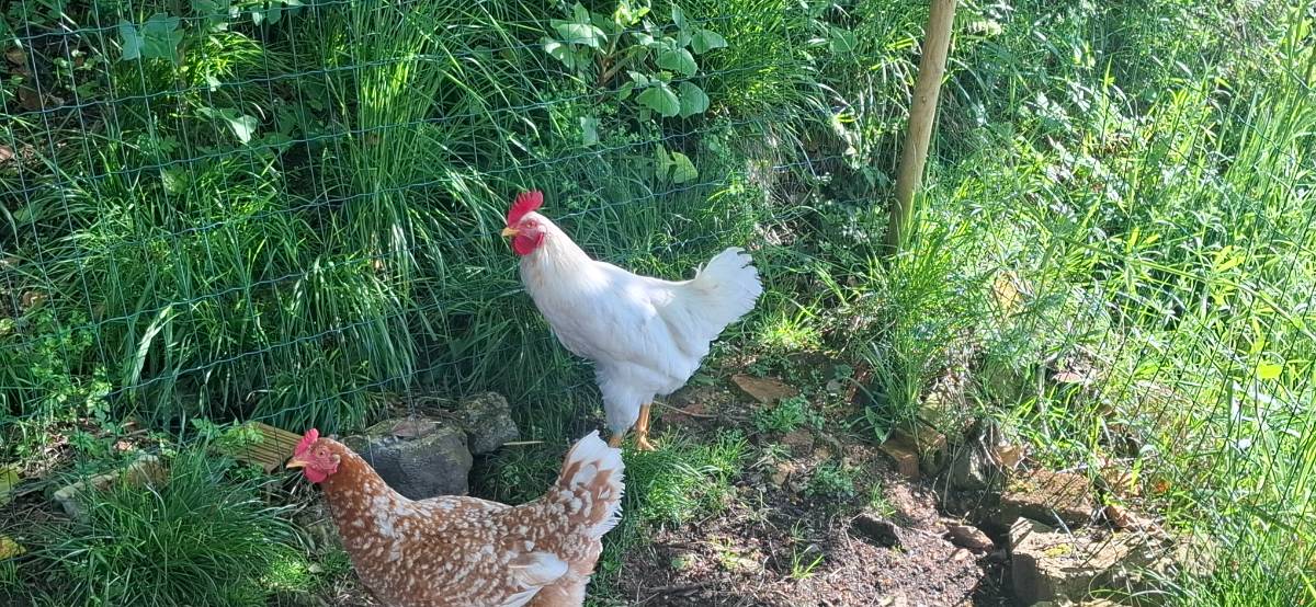  gallo roxo asturiano - imagen 1