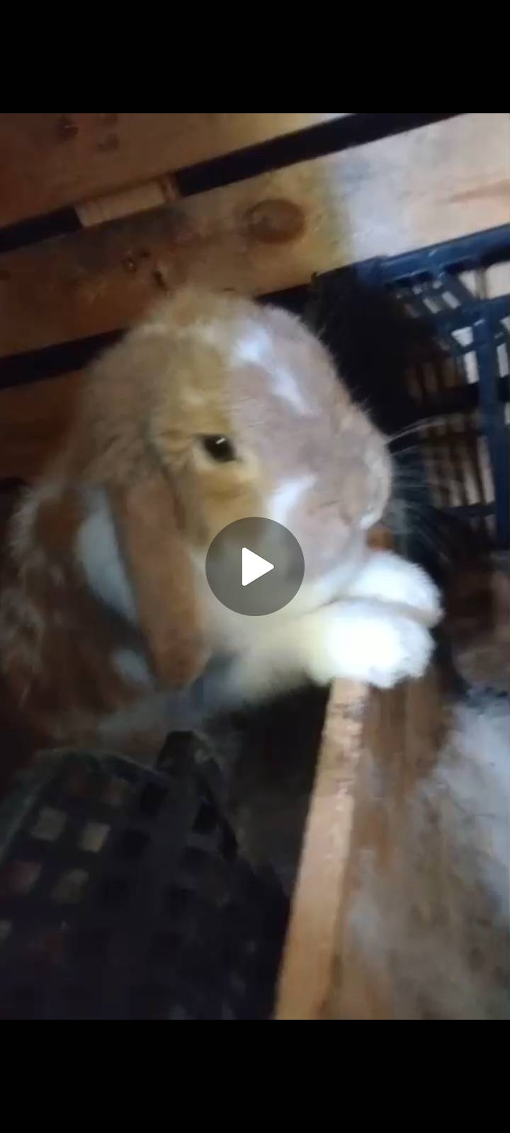 Coneja belier - imagen 1