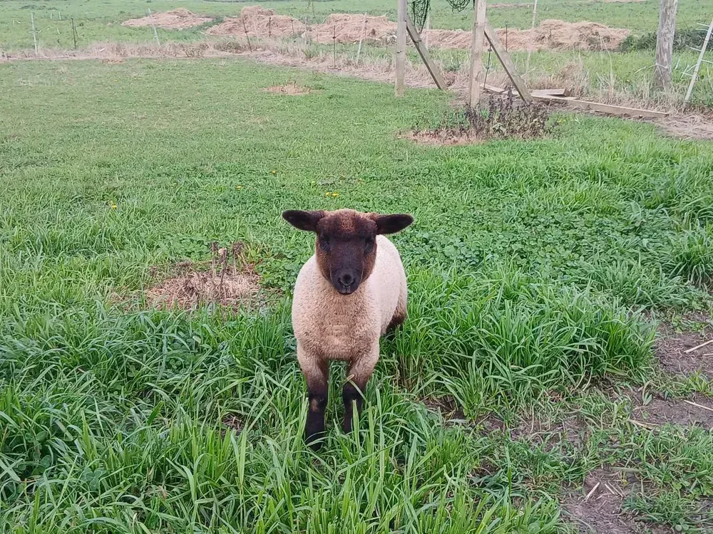 Cordero suffolk - imagen 1