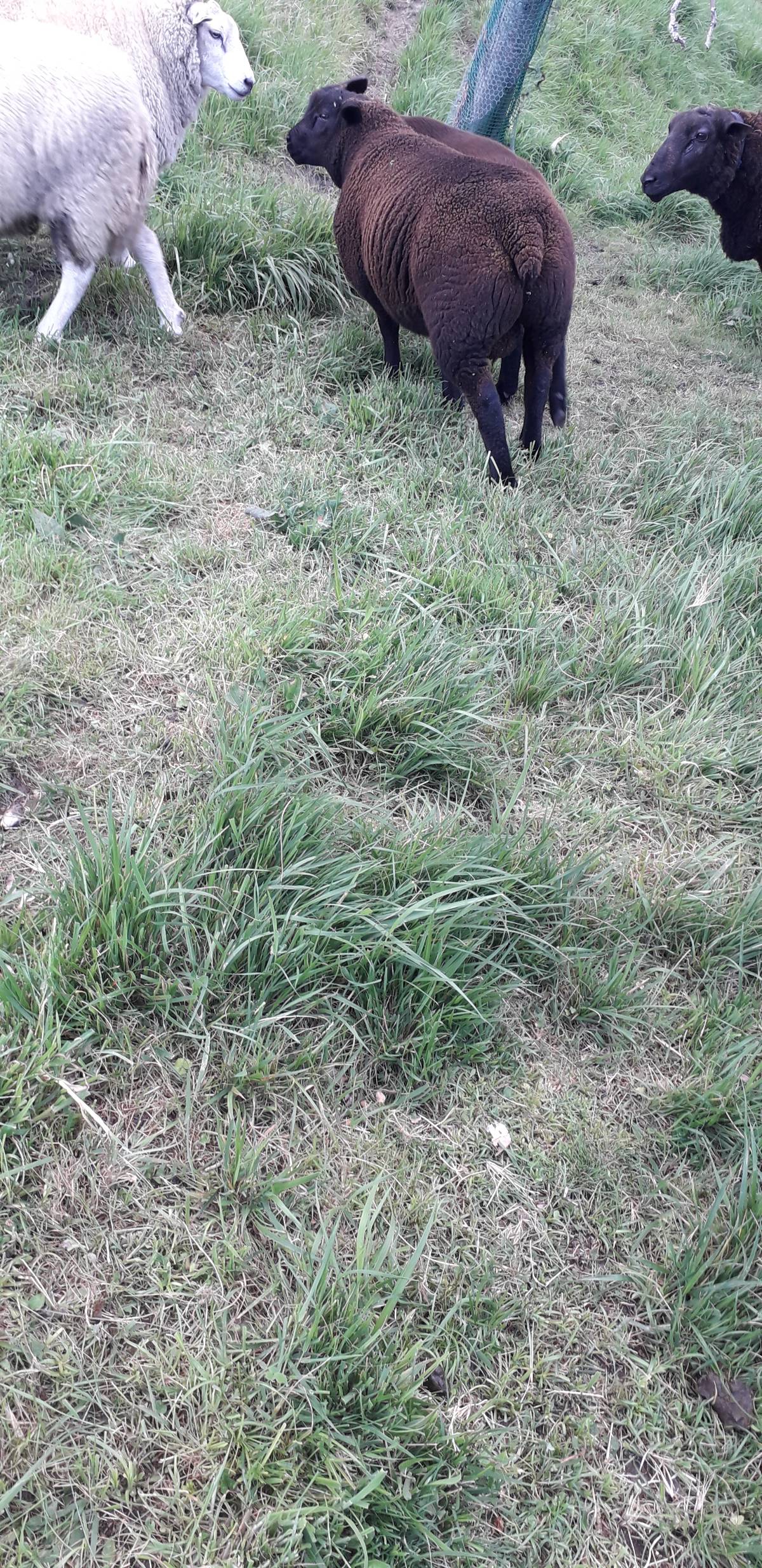 Corderos para padres Blue Texel - imagen 1