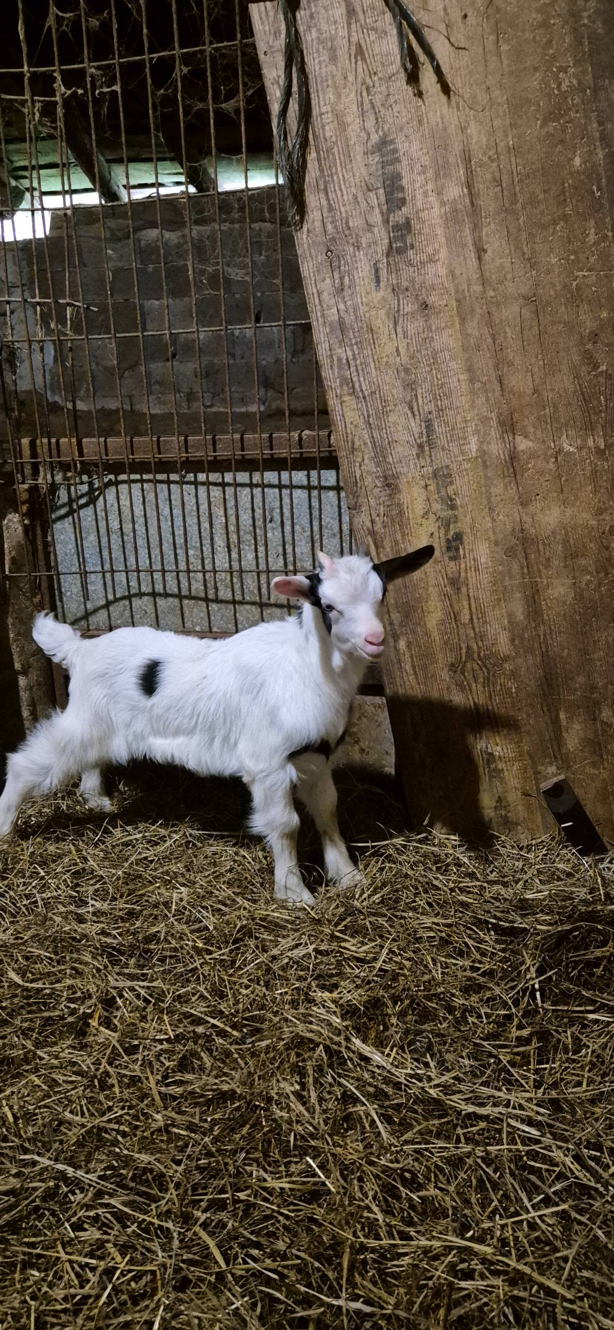 Se vende o.se canbia cabrito al.destete  - imagen 1