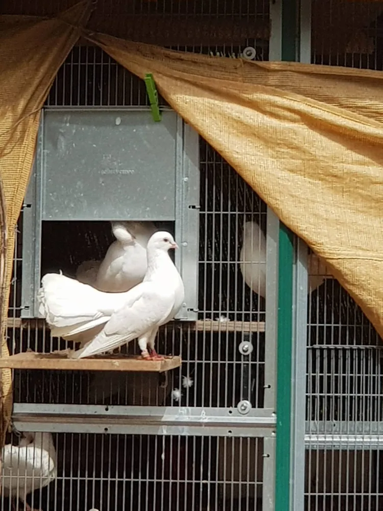 Palomas Colipavas blancas - imagen 1