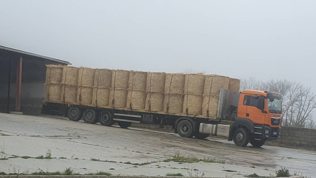 Se vende forraje - imagen 1