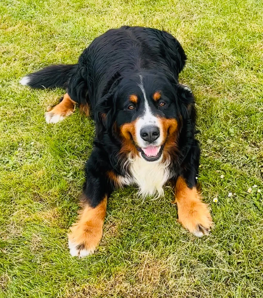 Perro para montas - imagen 1