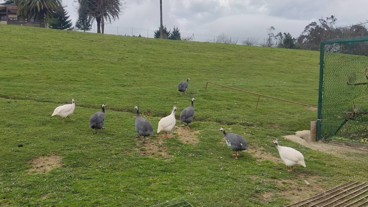 Huevos de Gallinas de guinea - imagen 1