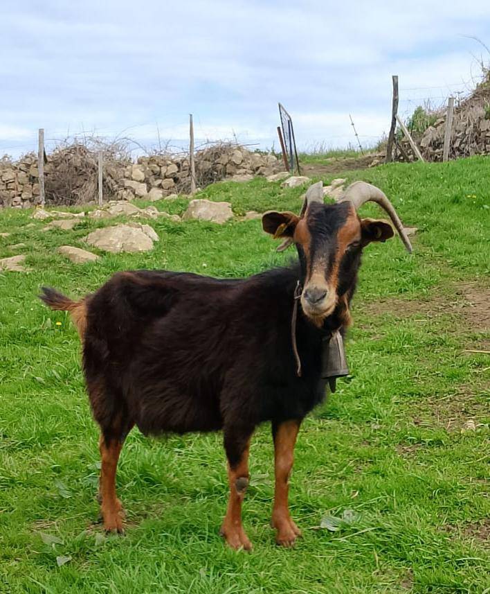 Cabra parida - imagen 1