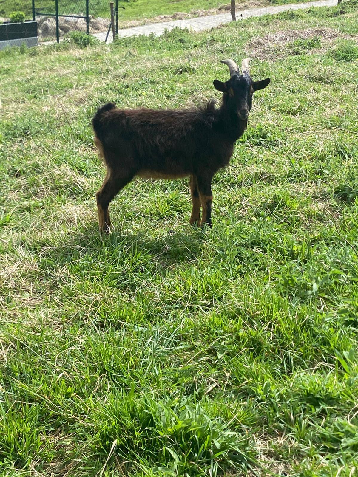 Cabrito lobato - imagen 1