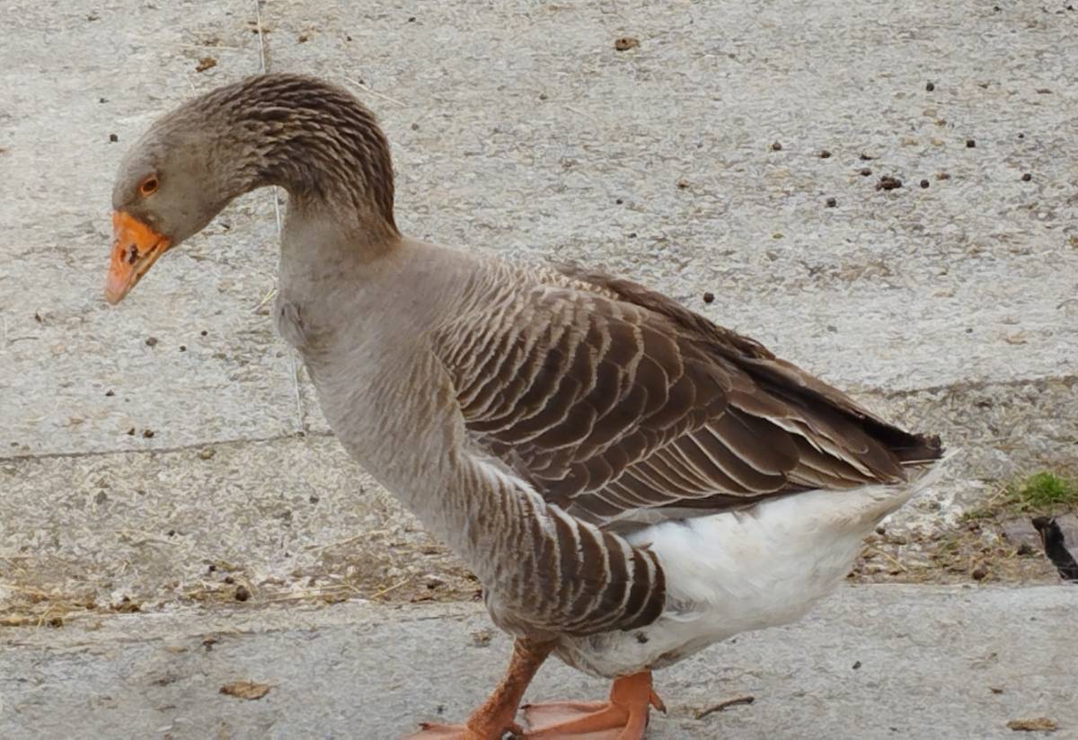 Oca de Toulouse es macho - imagen 1